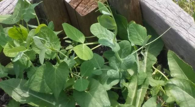 garden3