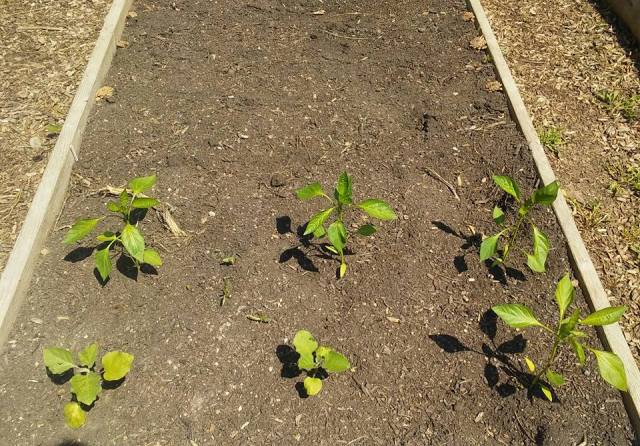 garden8